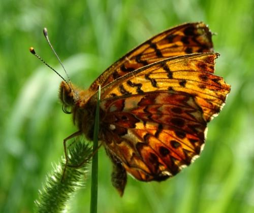 Boloria titania